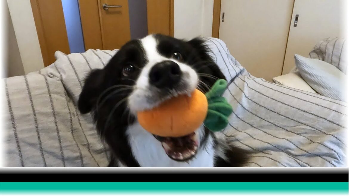 暑いときは家の中でにんじん回収隊になるボーダーコーリー【保護犬5年目】