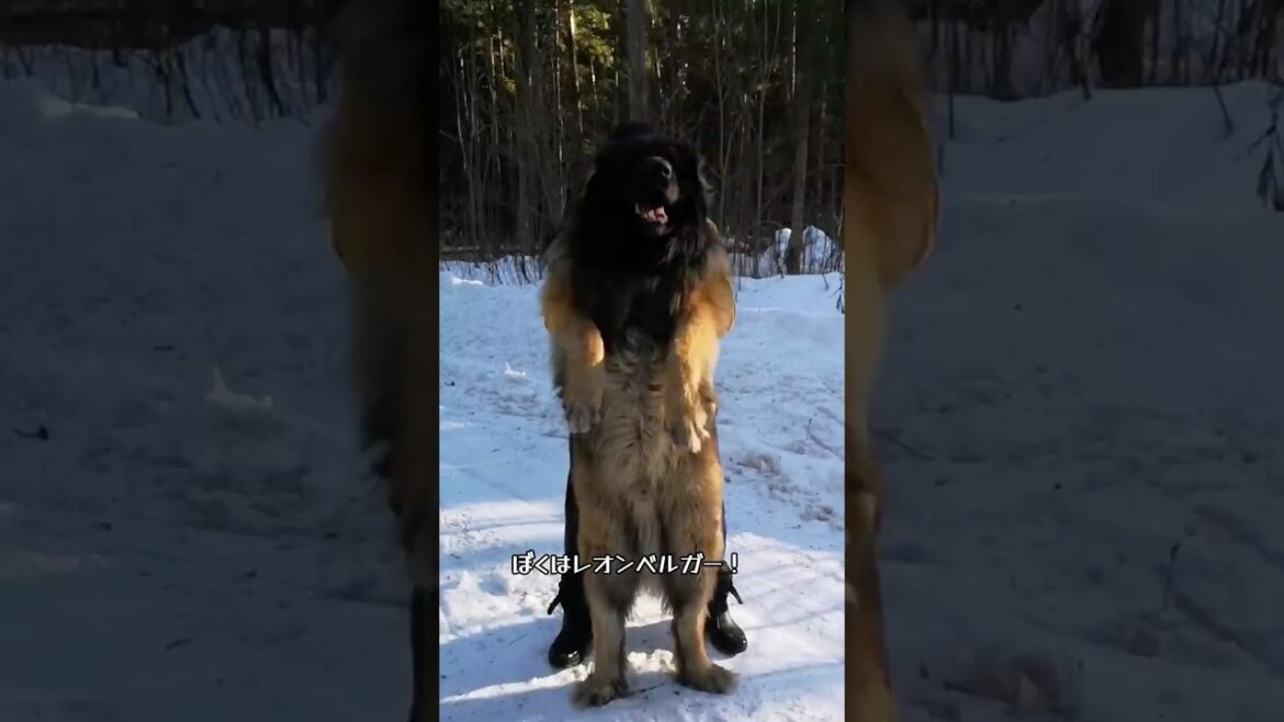 ライオンか犬かモフモフか  #レオンベルガー #犬 #大型犬 #ショート #可愛い