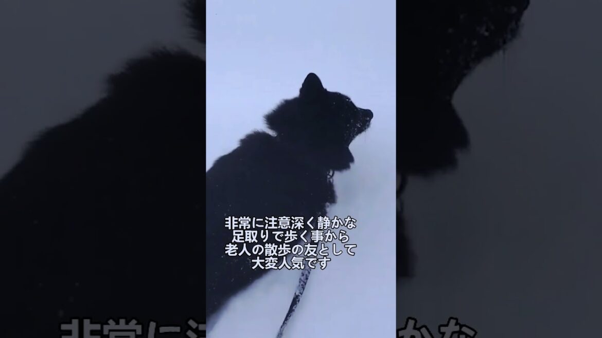 ペットにしたい犬の紹介 #スキッパーキ #図鑑 #dog #犬のいる暮らし #犬好きさんと繋がりたい