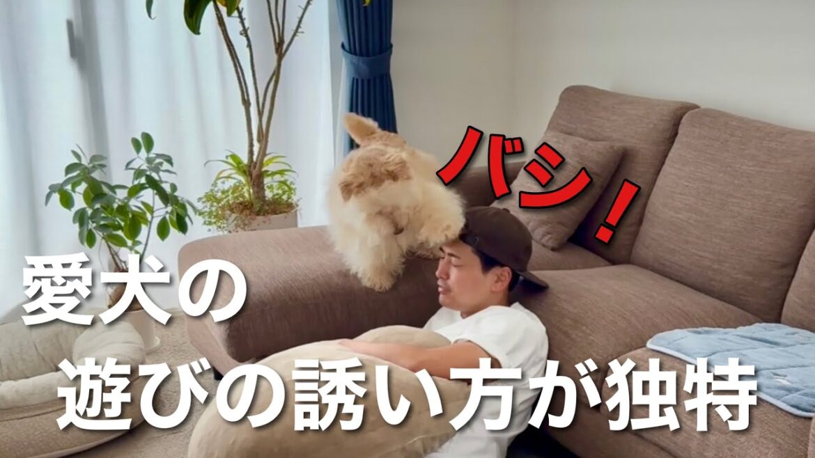遊びの誘い方が独特過ぎる愛犬！レイクランドテリア