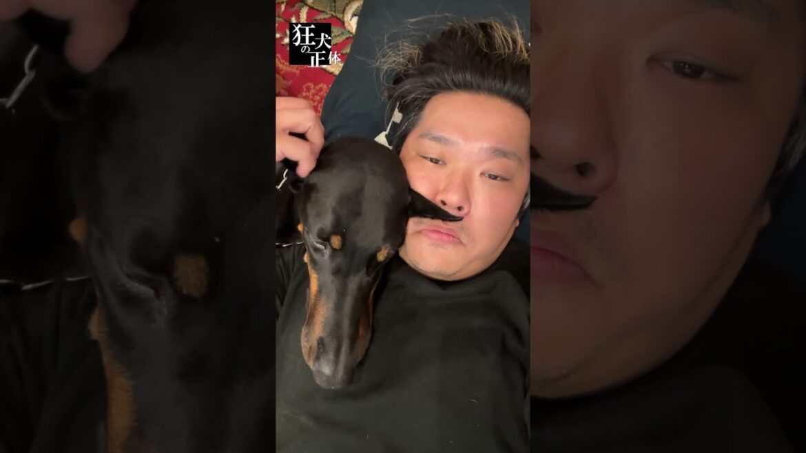 発情期はパパに盛るドーベルマン #ドーベルマン #狂犬の正体 #大型犬との暮らし