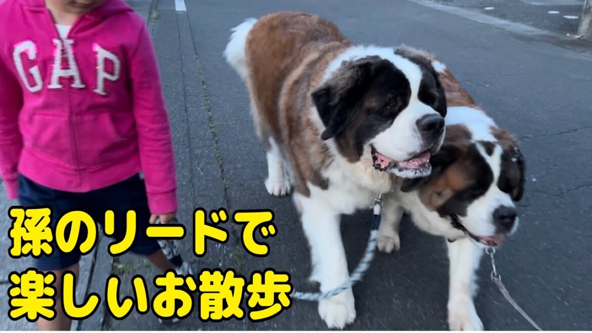 【セントバーナード】孫の安定したリードでお散歩をしたり、ももちゃんの子供「モコちゃん」やお友達の「ヤマトくん」に会いました。 【セントバーナード】孫の安定したリードでお散歩をしたり、ももちゃんの子供「モコちゃん」やお友達の「ヤマトくん」に会いました。