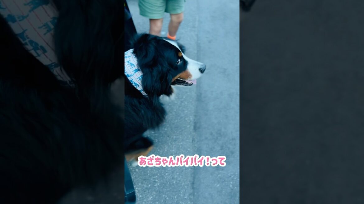 なでなでが嬉しくて…ついて行きそうになったバーニーズ🐾