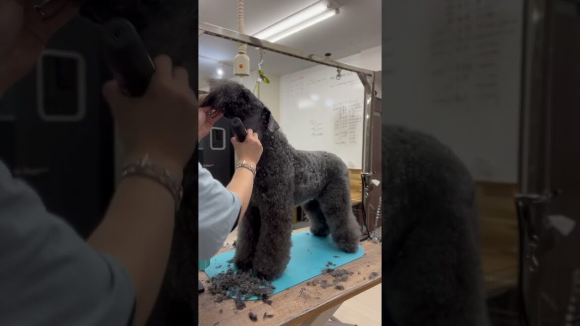 #ケリーブルーテリア　#カット動画　#犬動画 #トリミングサロン