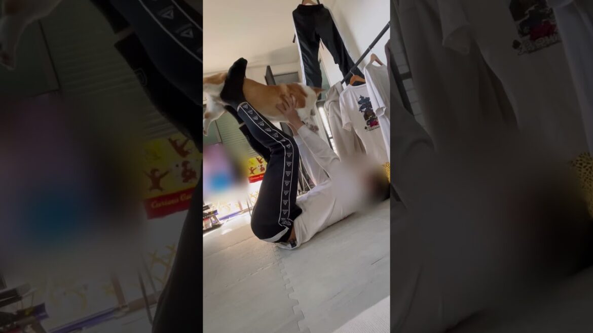 高い高いしたくなるらしいwなんで？www#コーギー#コーギー犬#コーギーのいる暮らし #犬 #犬のいる暮らし #犬のいる生活 #corgi #dog