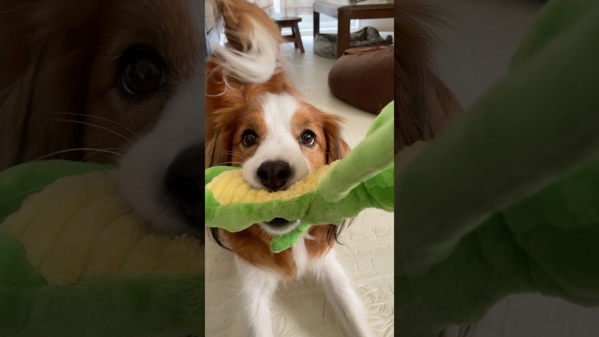 カエルを引っ張りたいコイケルボーイ。