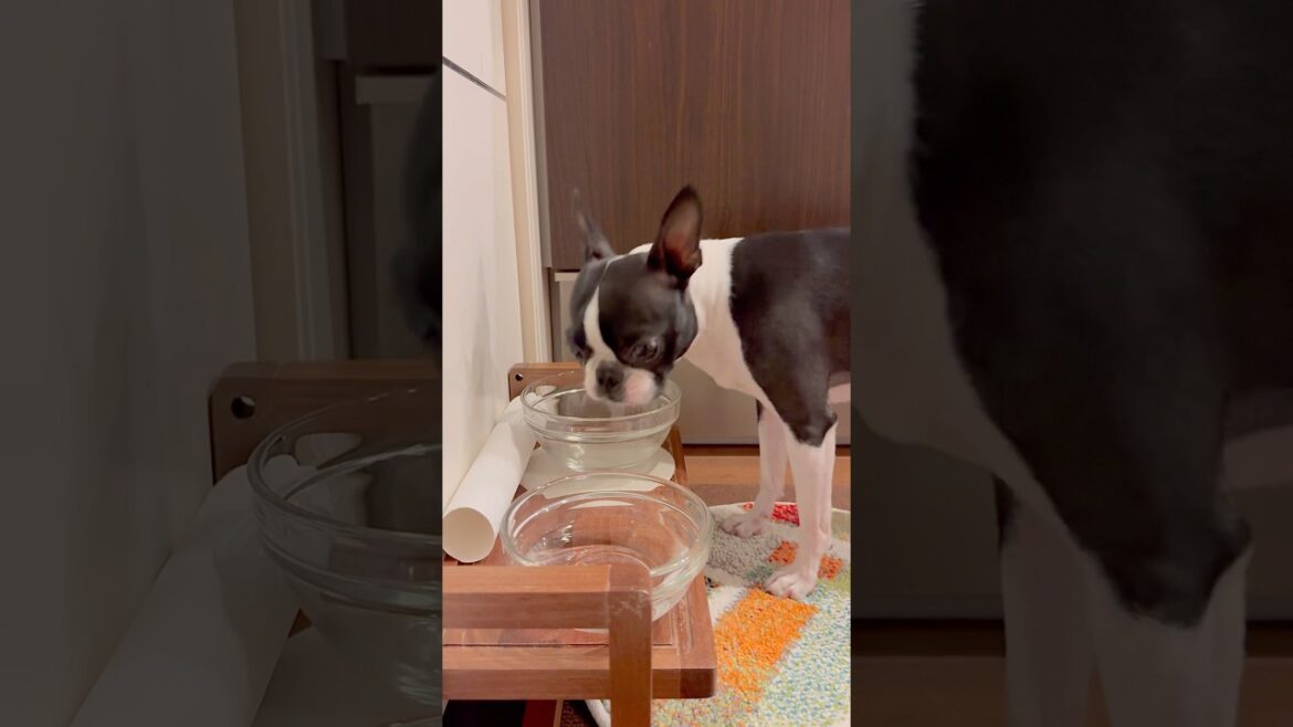 おはよう！メルの朝ごはん #ボストンテリア #ボステリ #bostonterrier