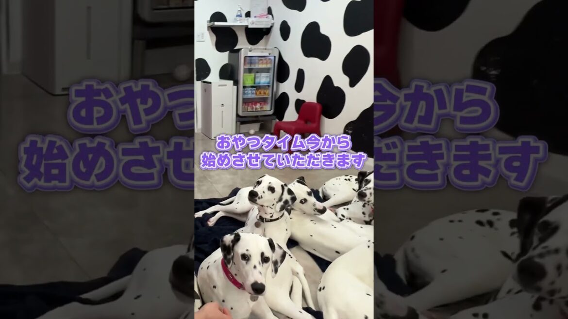 おやつは最強の3文字！？🐾 #ダルメシアン #大型犬 #可愛い