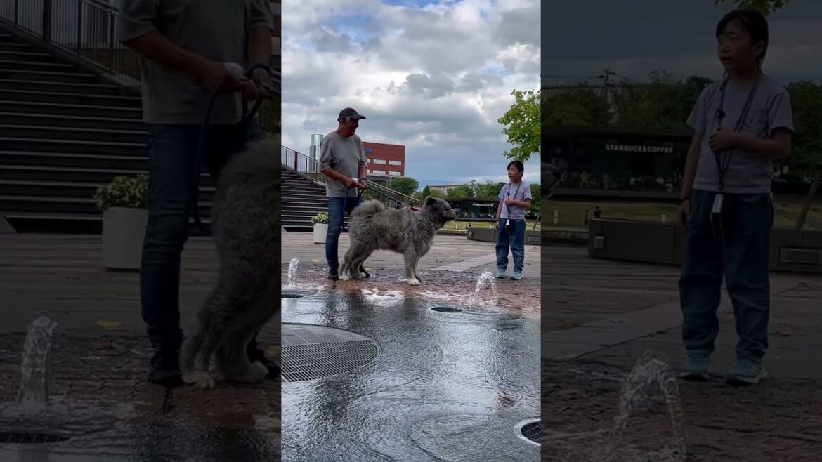 秋田犬長毛カイは噴水に固まる