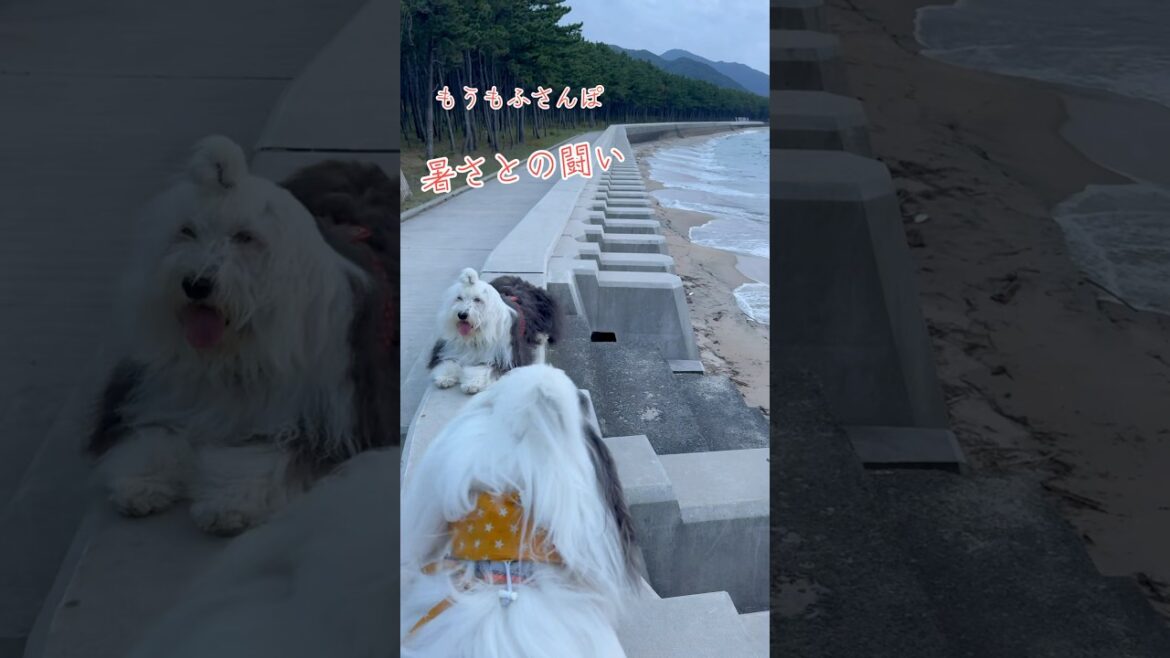 もふもふの夏は厳しい💦 #oldenglishsheepdog #オールドイングリッシュシープドッグ #オハナとパトラ #愛犬 #dog