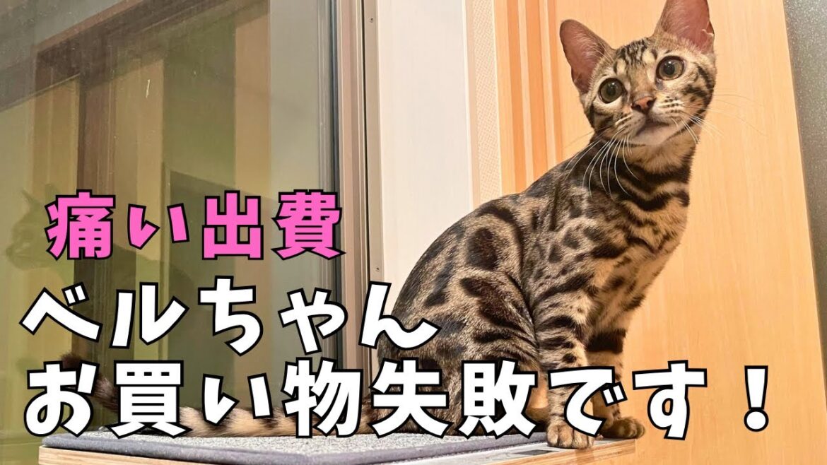 【ベンガル猫】お買い物失敗！残念な結果になりました