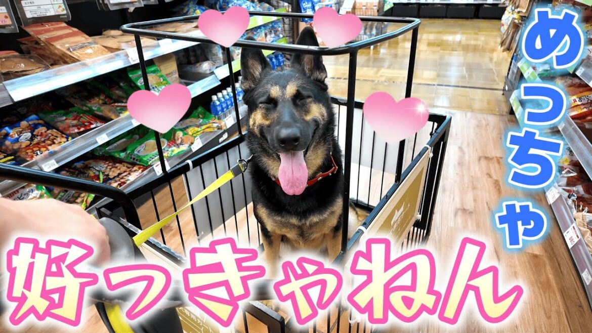 ホームセンターに行ったら、愛犬が毎回ビッグスマイルをかましてきますw【ジャーマンシェパード】
