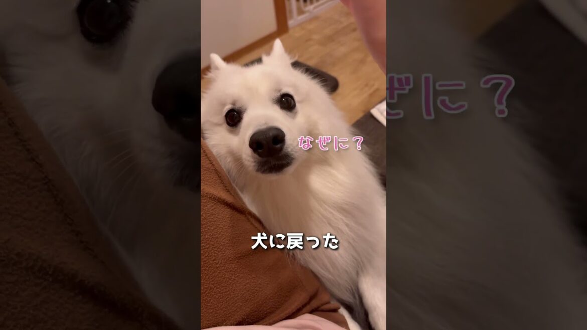 【なでなでされたいマン】あざらし→犬→あざらし