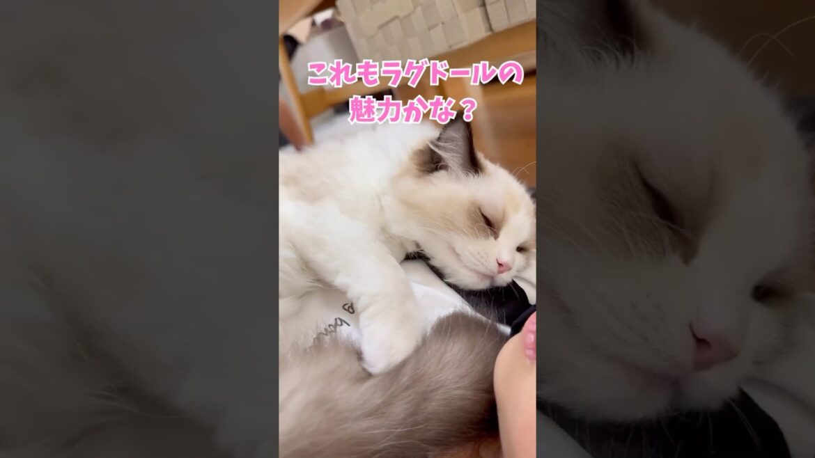 姪っ子の上でウトウト…さすがラグドールのミヨン🐈