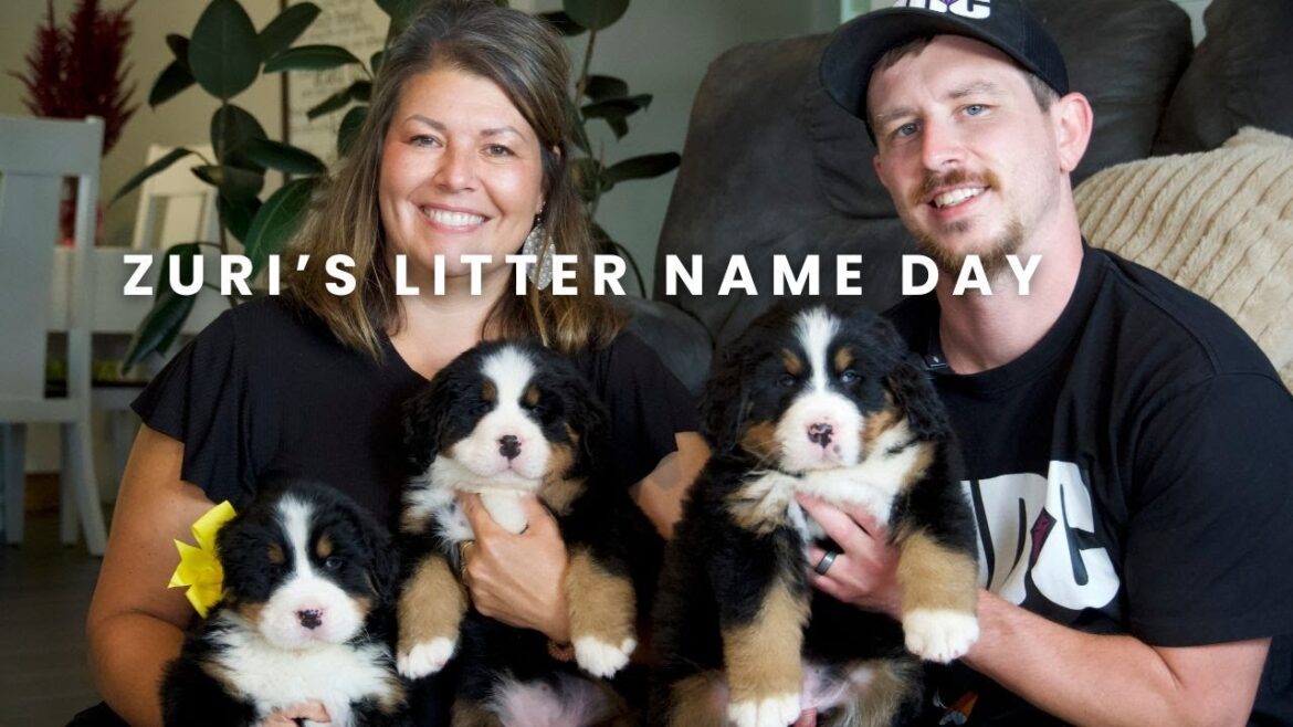 Zuri's Bernese Mountain Dog Puppies | Puppy Name Day!