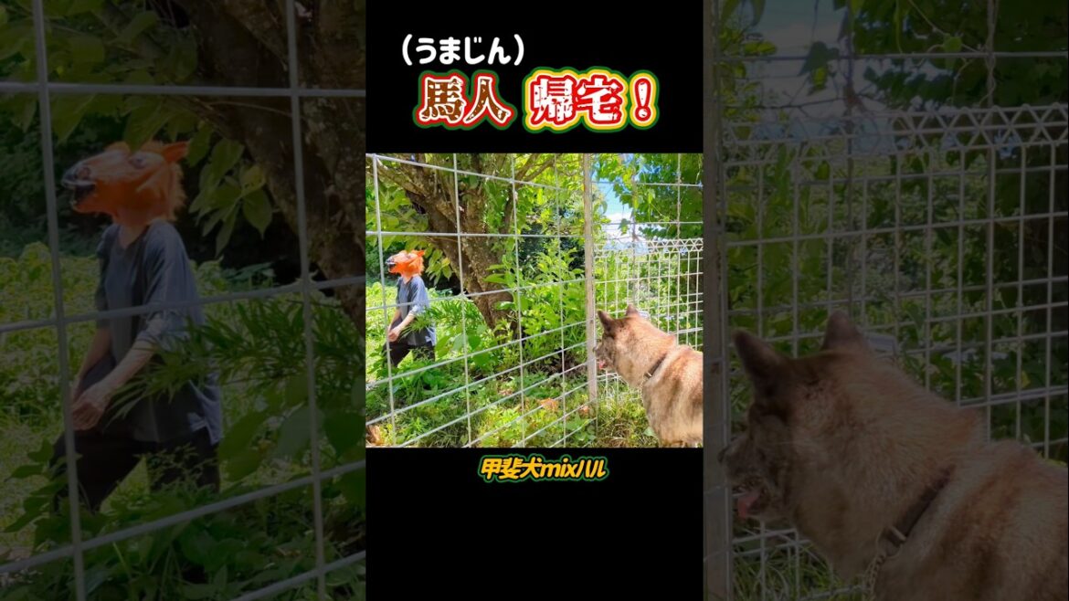 【甲斐犬mixハル】馬人の帰宅（ 本編あります）#甲斐犬