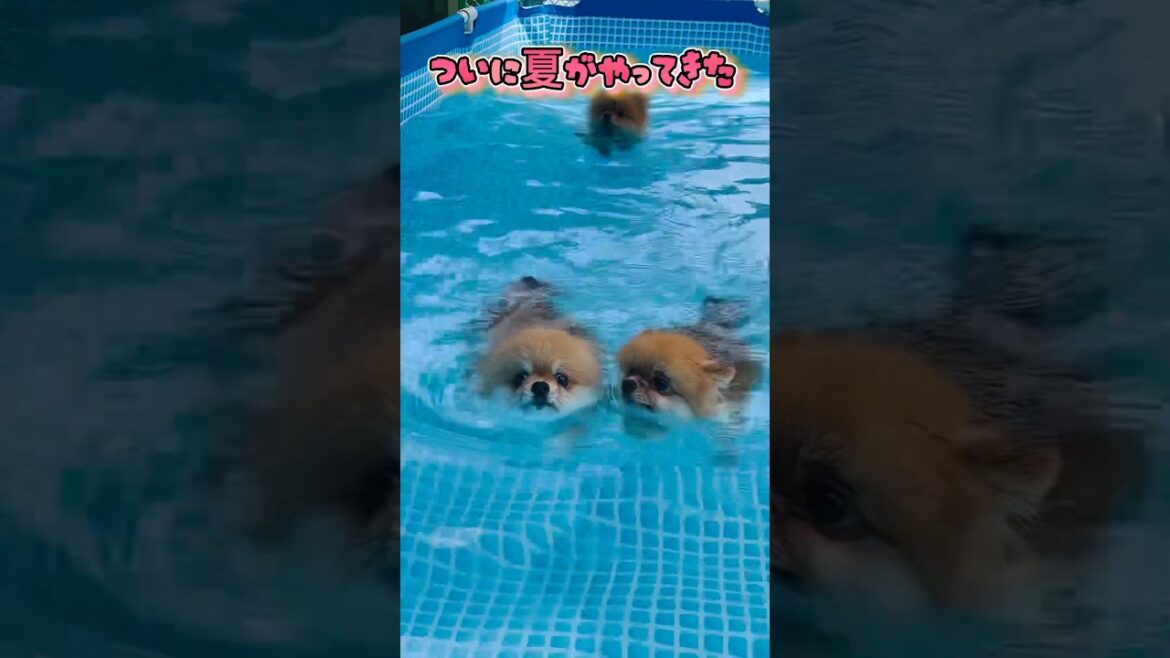 夏といえばプール⛱️ #ポメラニアン #pomeranian #癒し #多頭飼い #プール #犬のいる生活