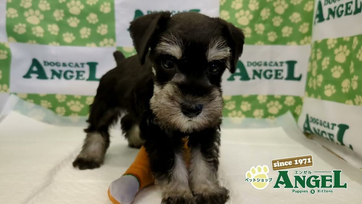 ミニチュアシュナウザー 2507065 【ペットショップエンゼル　子犬・子猫販売】