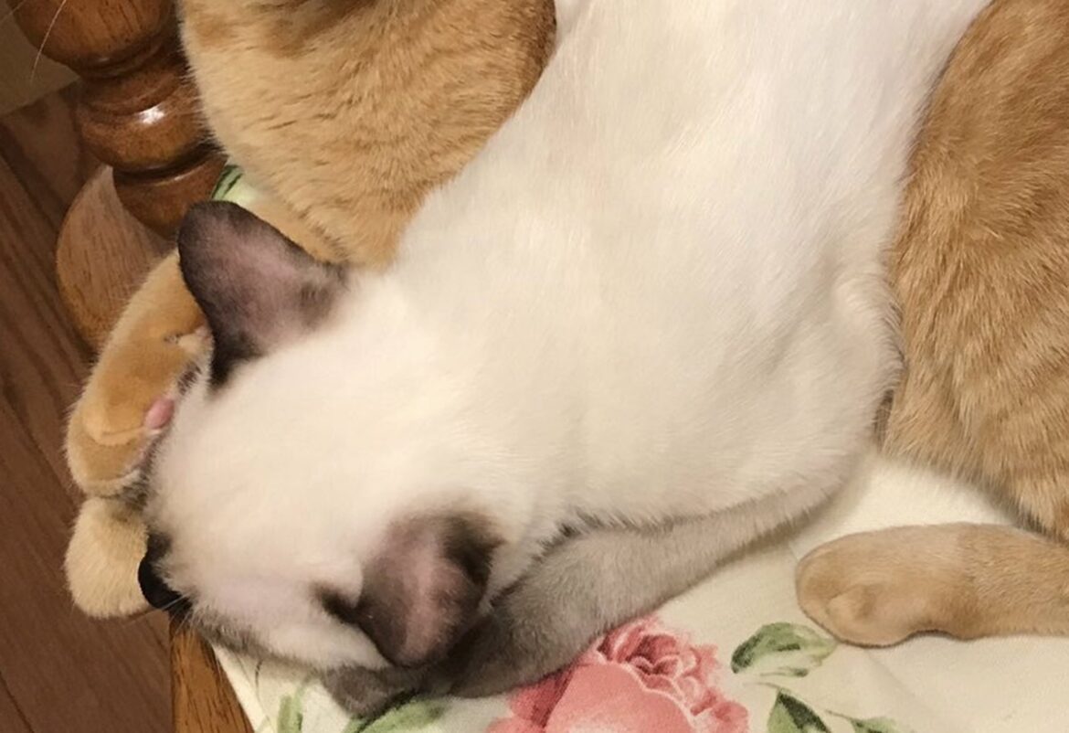 雪のように真っ白だった子猫を保護して、6年後……　現在の姿に驚き「あああ！　本当に色違う」「こんなに変わるの？」（1/3） | 猫 ねとらぼ - ねとらぼ