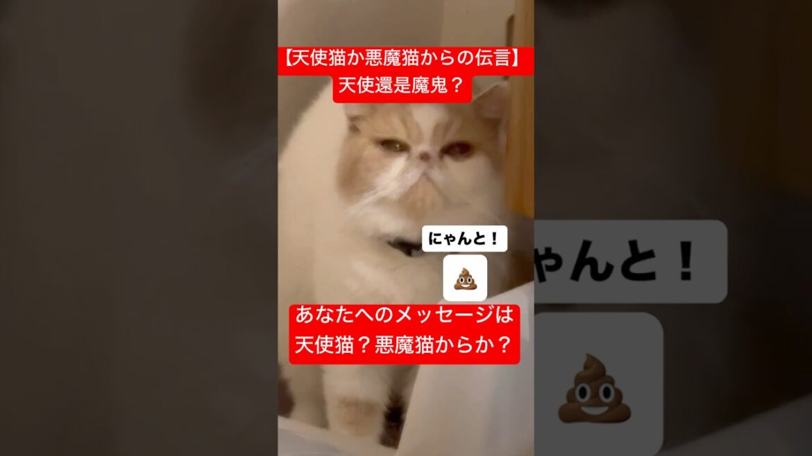 【天使猫？悪魔猫？からの伝言】天使還是魔鬼？塔羅牌解讀Tarot readingAngel or devil?#shorts #viralvideo