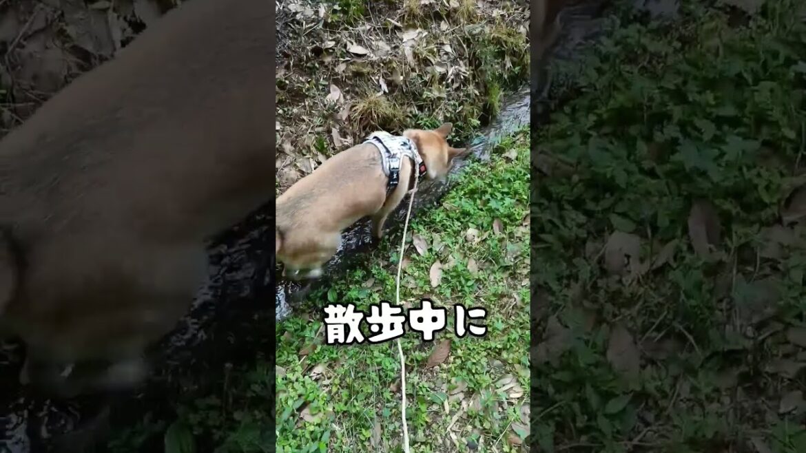 暑いので猟犬はこうする #huntingcompanion #猟犬
