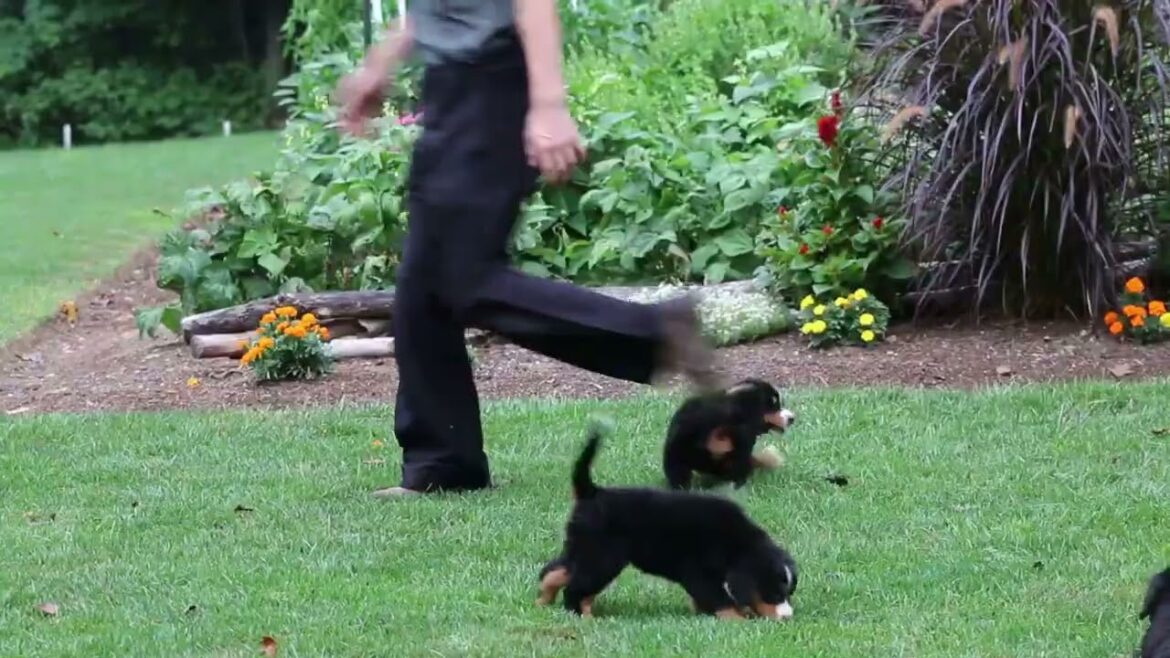 バーニーズ・マウンテン・ドッグの子犬販売
