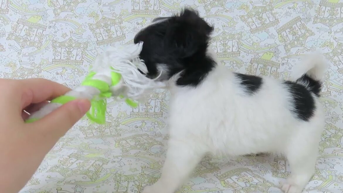 0805チワワ子犬シャインｍ1