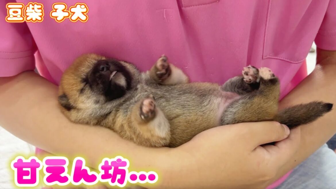 【豆柴犬】甘えん坊な子たちがうちにはたくさんいます・・・ 【子犬と癒し】まめしば亭ブログvlog 【豆柴犬】甘えん坊な子たちがうちにはたくさんいます・・・ 【子犬と癒し】まめしば亭ブログvlog