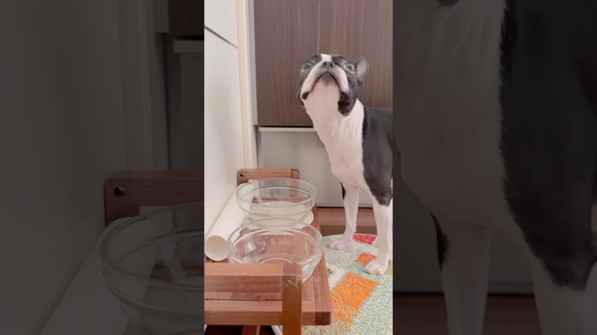 おはよう！メルの朝ごはん #ボストンテリア #ボステリ #bostonterrier