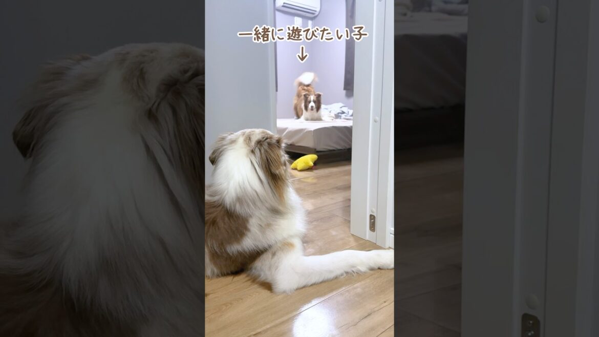 眠たい弟犬と一緒に遊びたい姉犬のやりとりが可愛すぎた😂【ボーダーコリー・オーストラリアンシェパード】#shorts