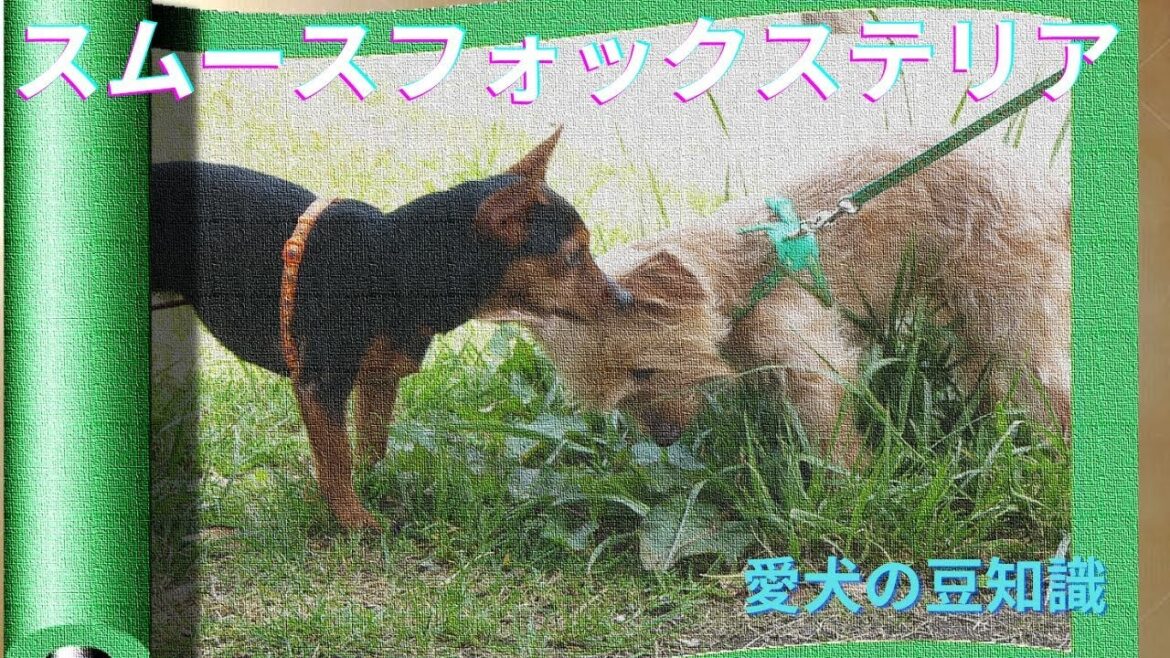 スムースフォックステリア