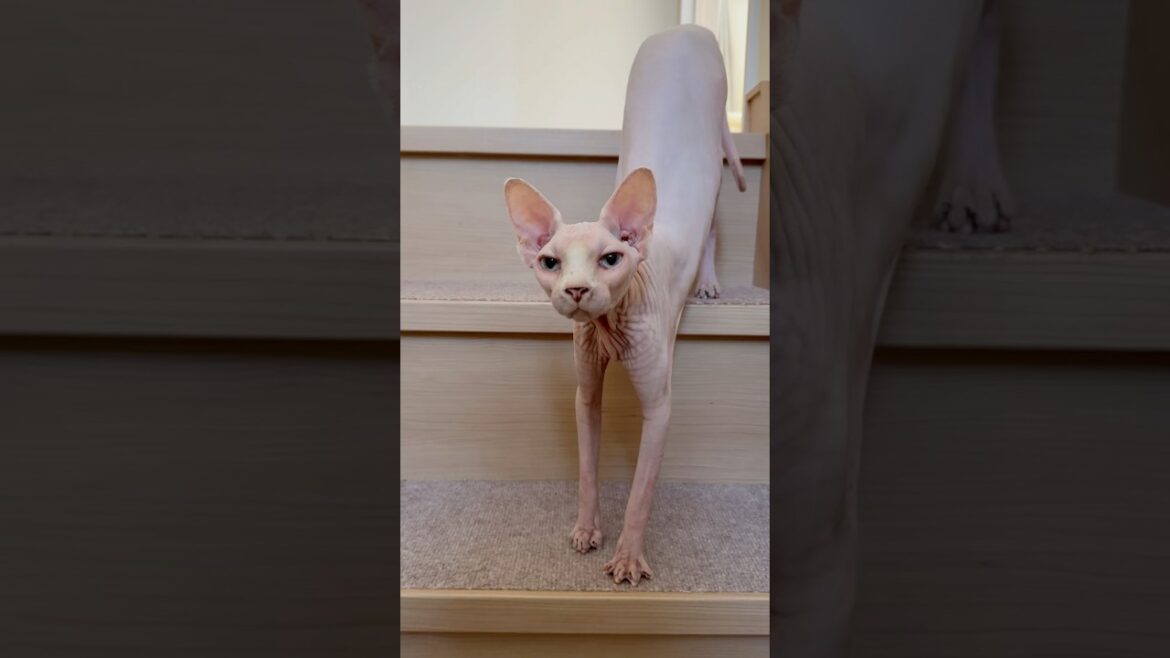 階段でママに出会って喜ぶ毛のない猫【スフィンクス】