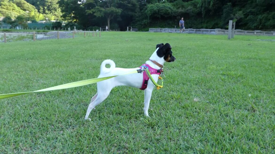 P1120225-229 5ｍのフレキシリードで鵜飼い中　日本テリア(Japanese Terrier,Nihon Terrier)
