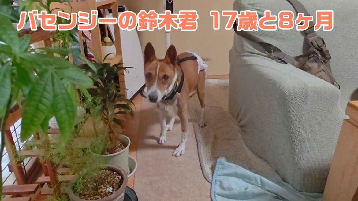 バセンジーの鈴木君、17才8ヶ月~前足ビッコひいて後ろ足の力が入らないけど食欲旺盛 Basenji, 17 years and 8 months old 0