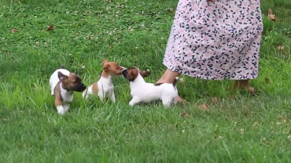 ジャックラッセルテリアの子犬販売