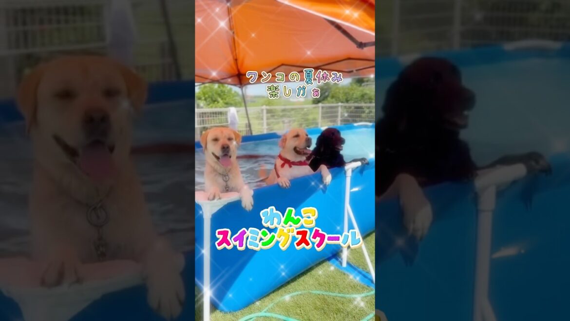 みんなでプールで遊ぶ約束ばしたとです♪♪🐶🏝️✨