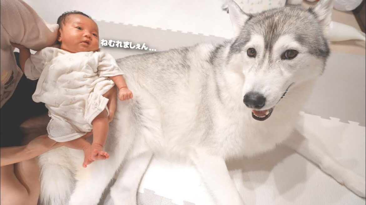 眠れない赤ちゃんに広い背中を貸してくれる愛犬が優し過ぎました...