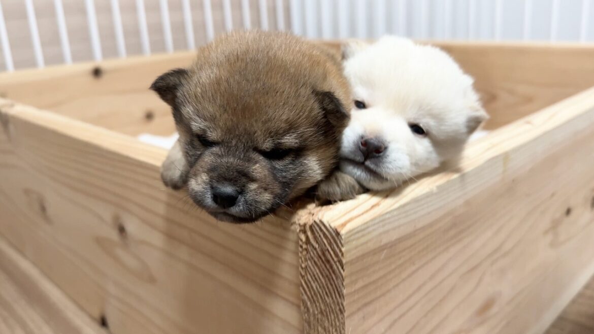 【柴犬 子犬】当たり前の様に脱走をキメるようになった子犬