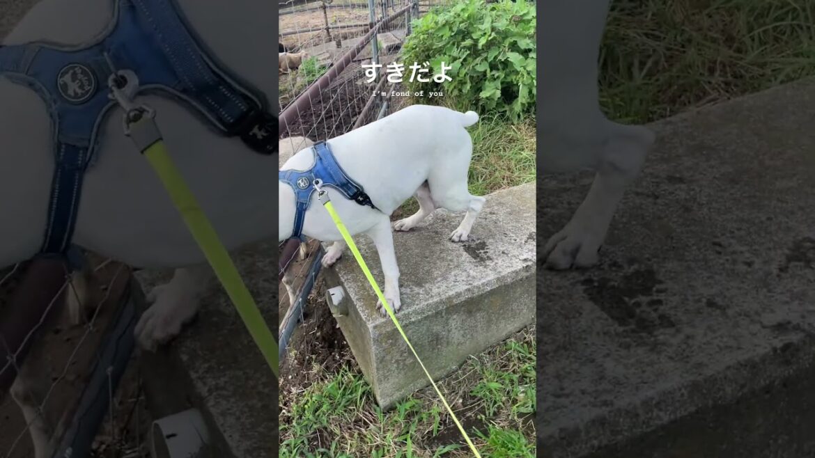 好きを伝えすぎて抜けなくなる所だった　ボクサー