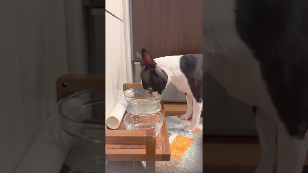 おはよう！メルの朝ごはん #ボストンテリア #ボステリ #bostonterrier