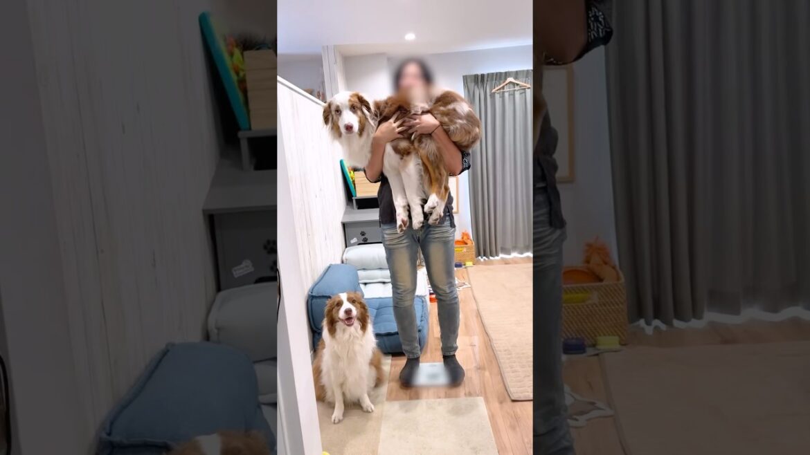大きい犬達の体重測定が大変だけど可愛い😂【ボーダーコリー・オーストラリアンシェパード】#shorts
