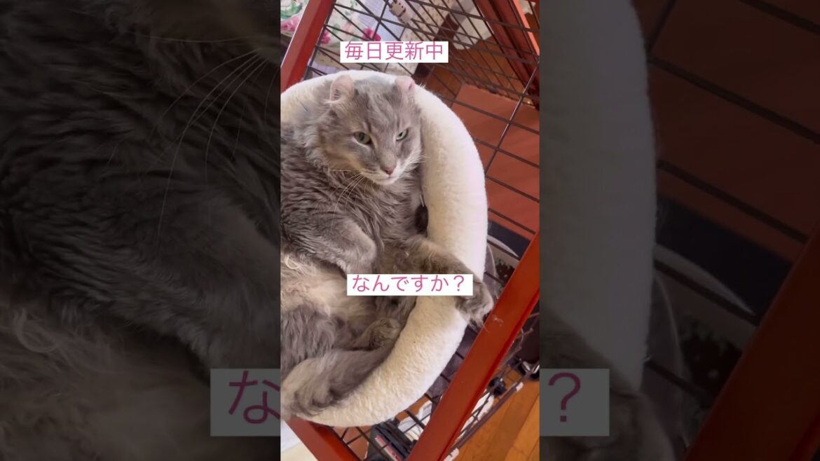 なんか用ですか #ねこ動画 #猫動画 #アメリカンカール #catshorts