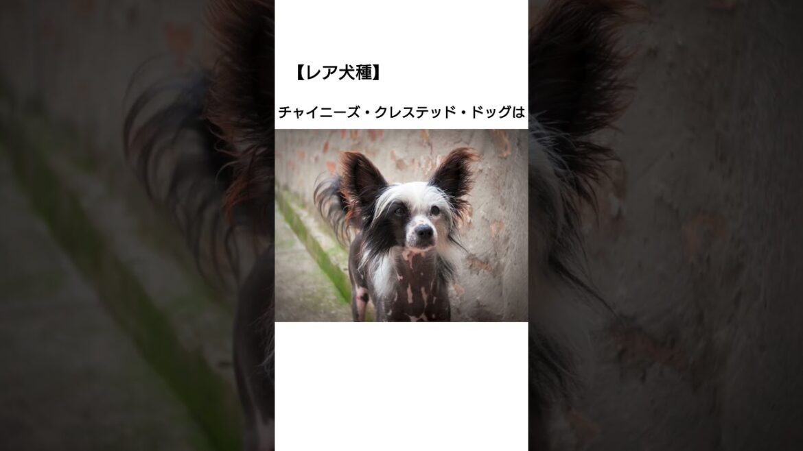 【レア犬雑学】チャイニーズ・クレステッド・ドッグに関する面白い雑学 #雑学 #犬 #動物 #animals #動物  #犬のいる暮らし