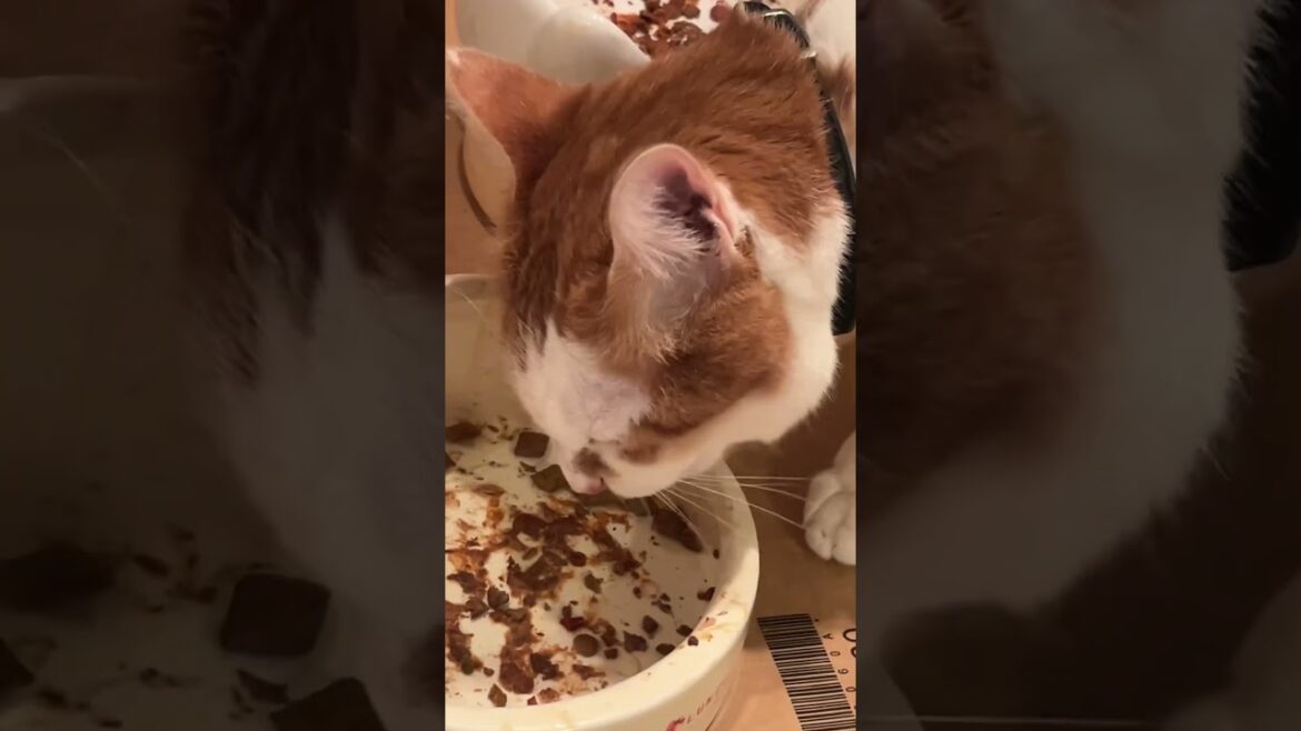 おしゃべりヨウムと保護猫3匹が楽しく暮らす生活感丸出しの家🦜🐱🏠💞