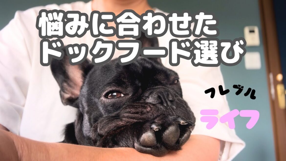 [犬のフード選び] 犬の幼稚園での様子/ツンデレな愛犬