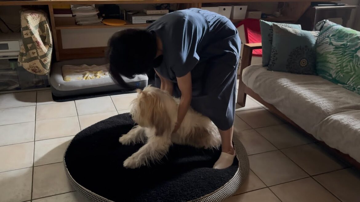 【プチバセ】怠惰犬再来 【プチバセ】怠惰犬再来