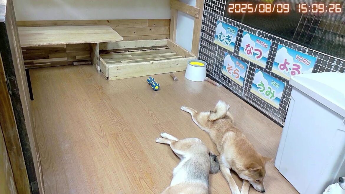 柴犬なつ!子育て生配信【生後332日】親戚にもすぐ懐く柴! 柴犬なつ!子育て生配信【生後332日】親戚にもすぐ懐く柴!