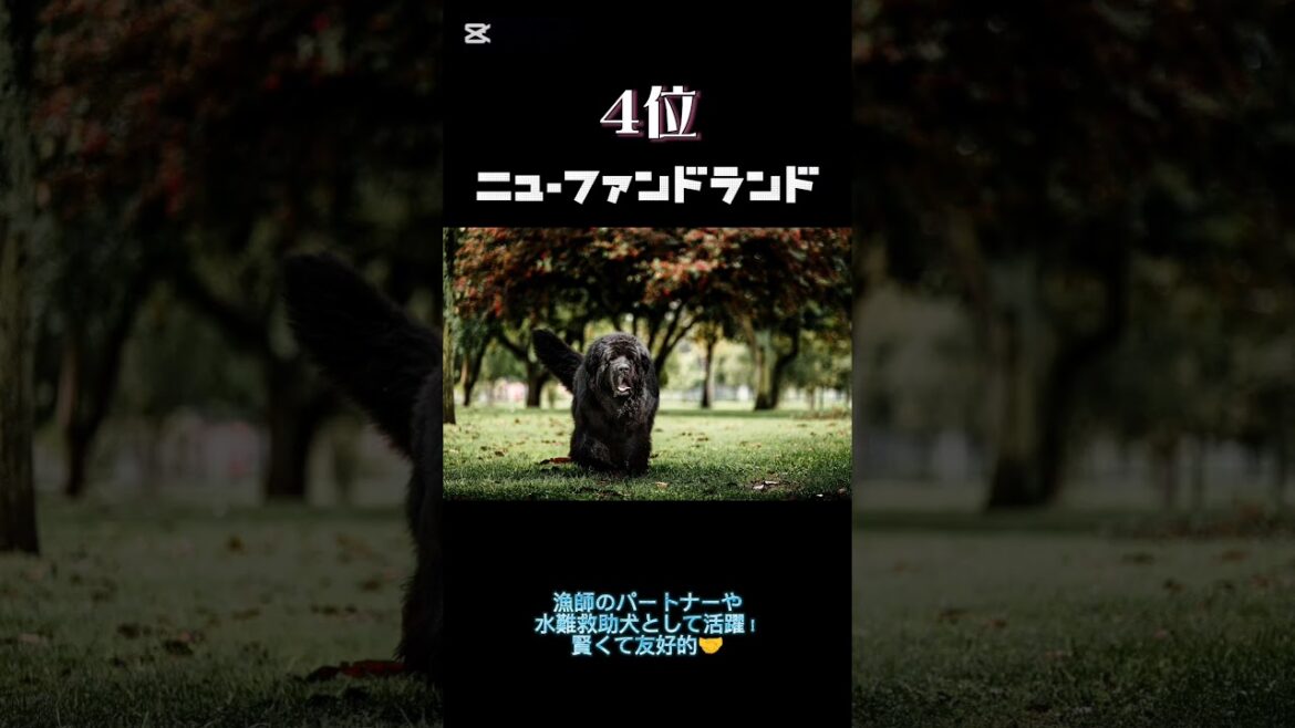 犬ランキング #犬 #dog #ランキング #レオンベルガー #ニューファンドランド #マスティフ #ウルフハウンド #グレートデン
