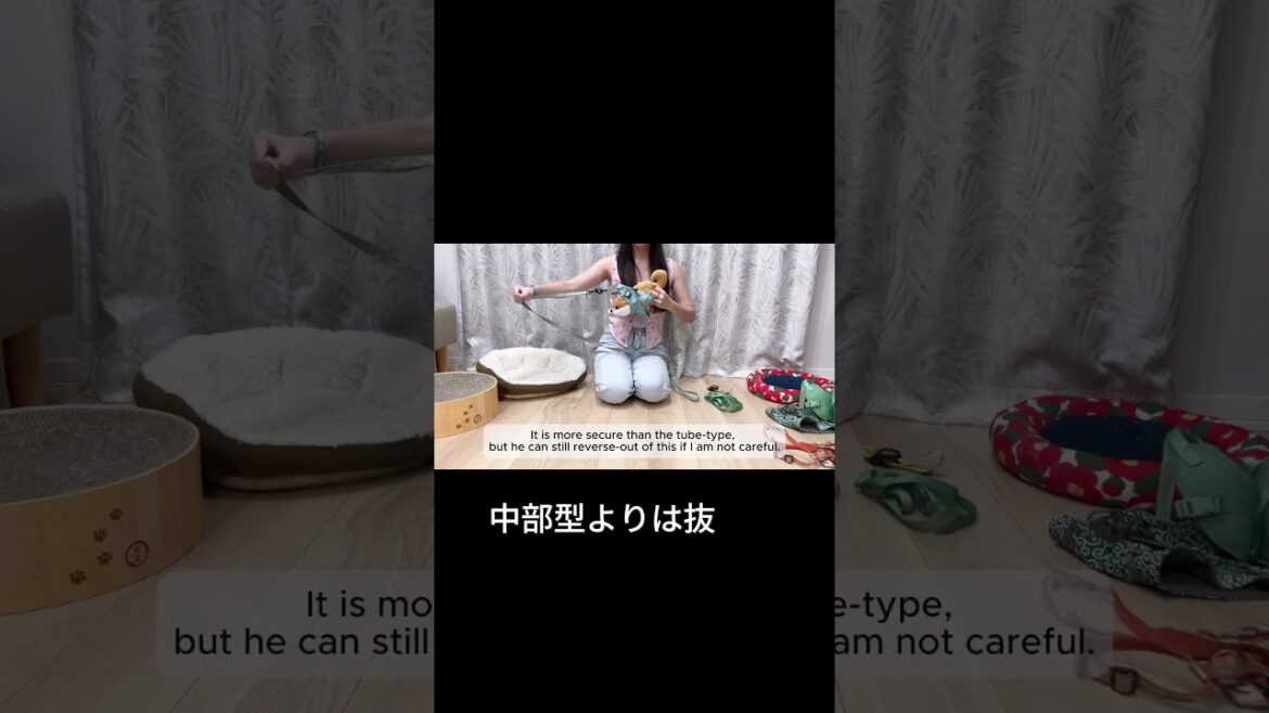 猫散歩のハーネス #メインクーン #メインクーン #cat #mainecoon #猫のいる暮らし #ragdoll #ラグドール