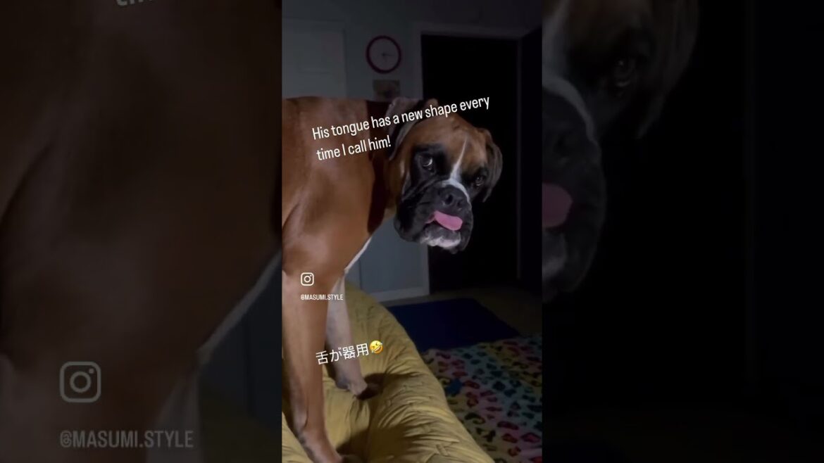舌が器用な犬 ボクサー犬 舌が器用な犬 ボクサー犬